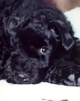 Kerry Pupping Laying Down Kerry Pupping Laying Down