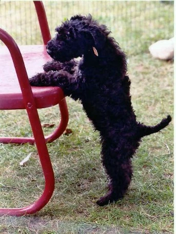 Puppy Standing Puppy Standing
