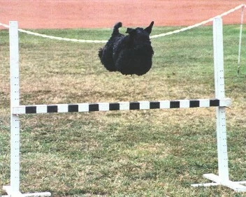 Kerry Dog Hurdling Kerry Dog Hurdling