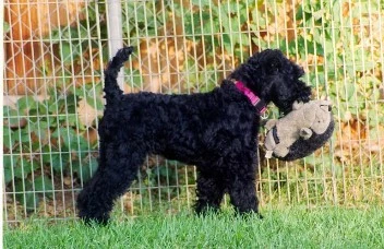 Kerry Carrying a Toy Kerry Carrying a Toy