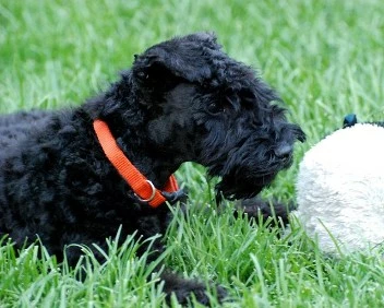 Kerry Pup Next to a Toy Kerry Pup Next to a Toy