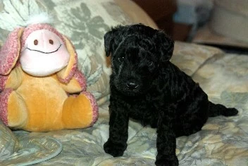 Kerry Puppy Kerry Puppy