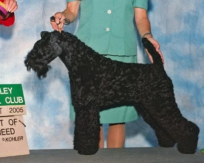 BluMtn's Ramb'l Gambl'n Man (Tucker) BluMtn's Ramb'l Gambl'n Man (Tucker)